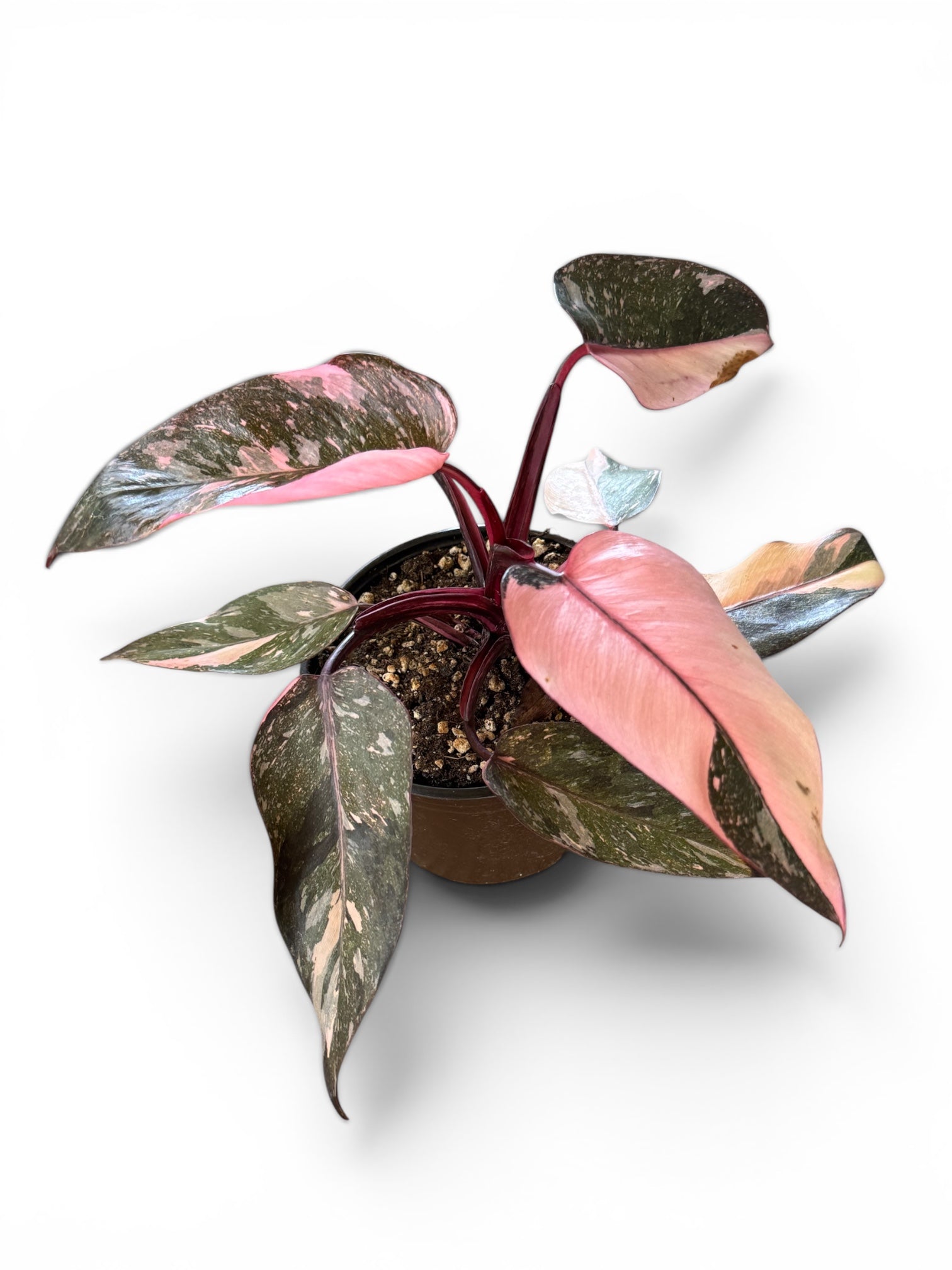 Pink Princess Marble Philodendron